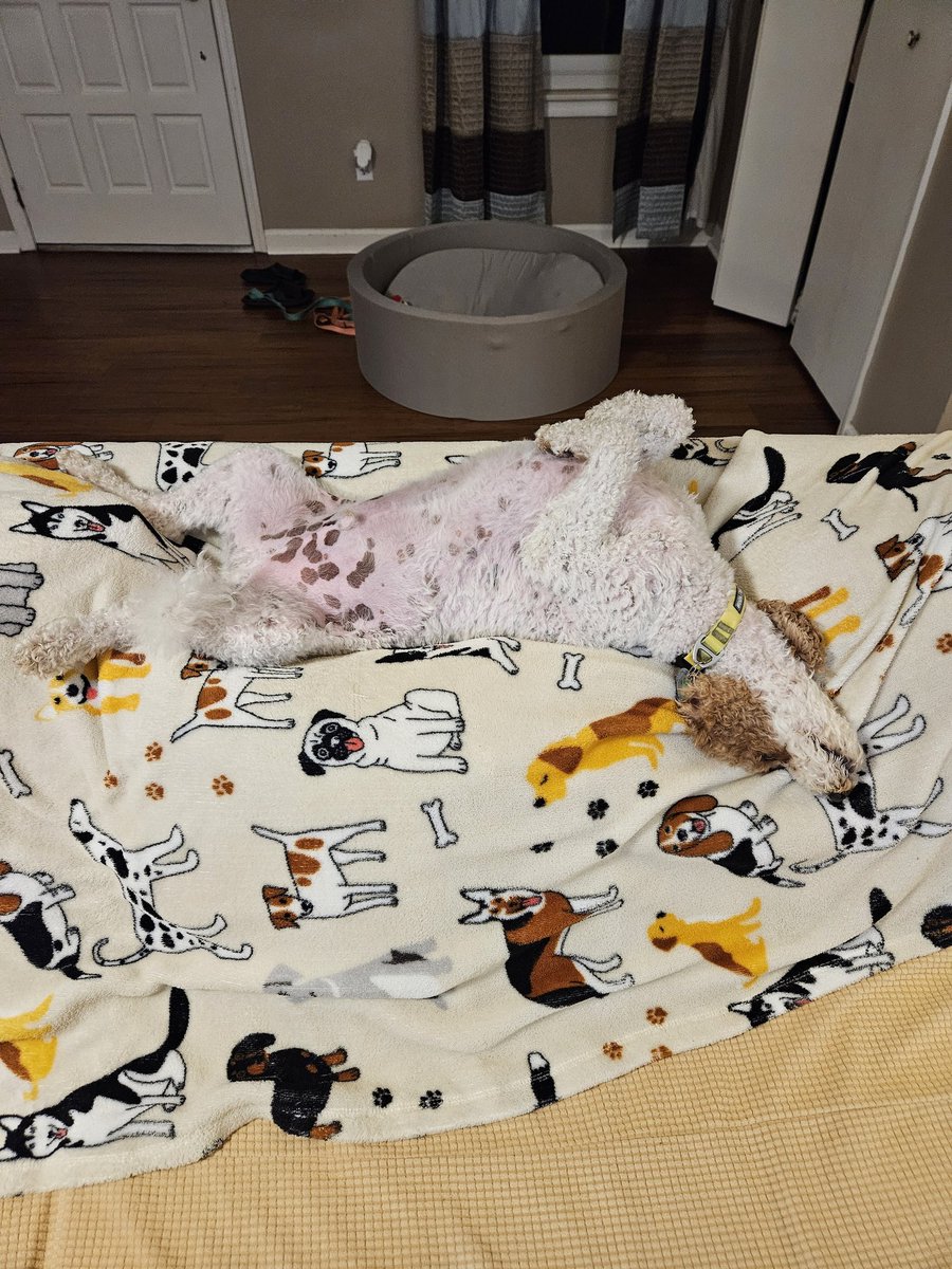 MurphyKamikawa's tweet photo. My human dad, @coachk2345, said he use to dissect cats in this position. Would have loved to see that. #MurphyTruth https://t.co/EJrKldDJJC