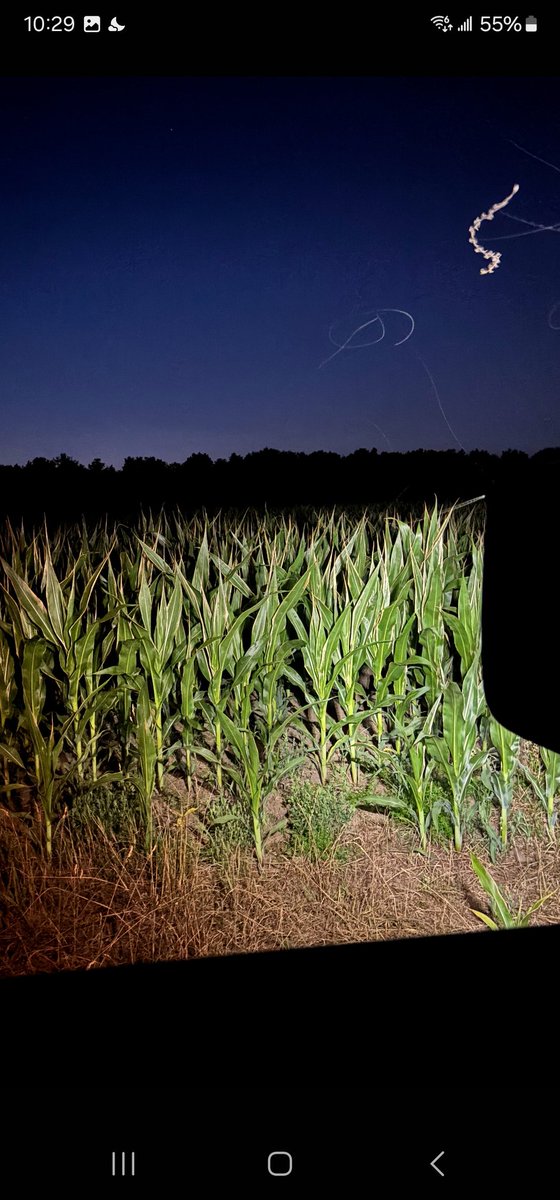 MarkDavis0129's tweet image. My son out checking his corn tonight, too dang hot to be checking fields during the heat of day. Doesn't look too bad other than the bit of Urea burn, which it should grow through without a lot of yield loss. ( hopefully)