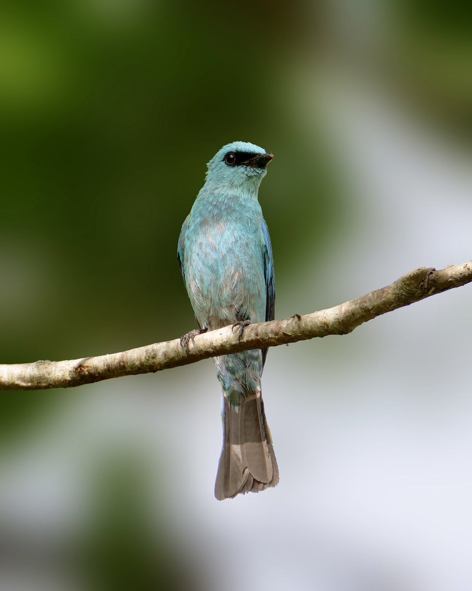 NatureattheBest's tweet photo. Shimmering in dreamy blue, the Verditer Flycatcher lights up the forest like a little jewel.

#birdphotography #avianbeauty #birdwatching #BirdsOfX #BirdsUp #natureatthebest #birds https://t.co/8HSAgvGOVa
