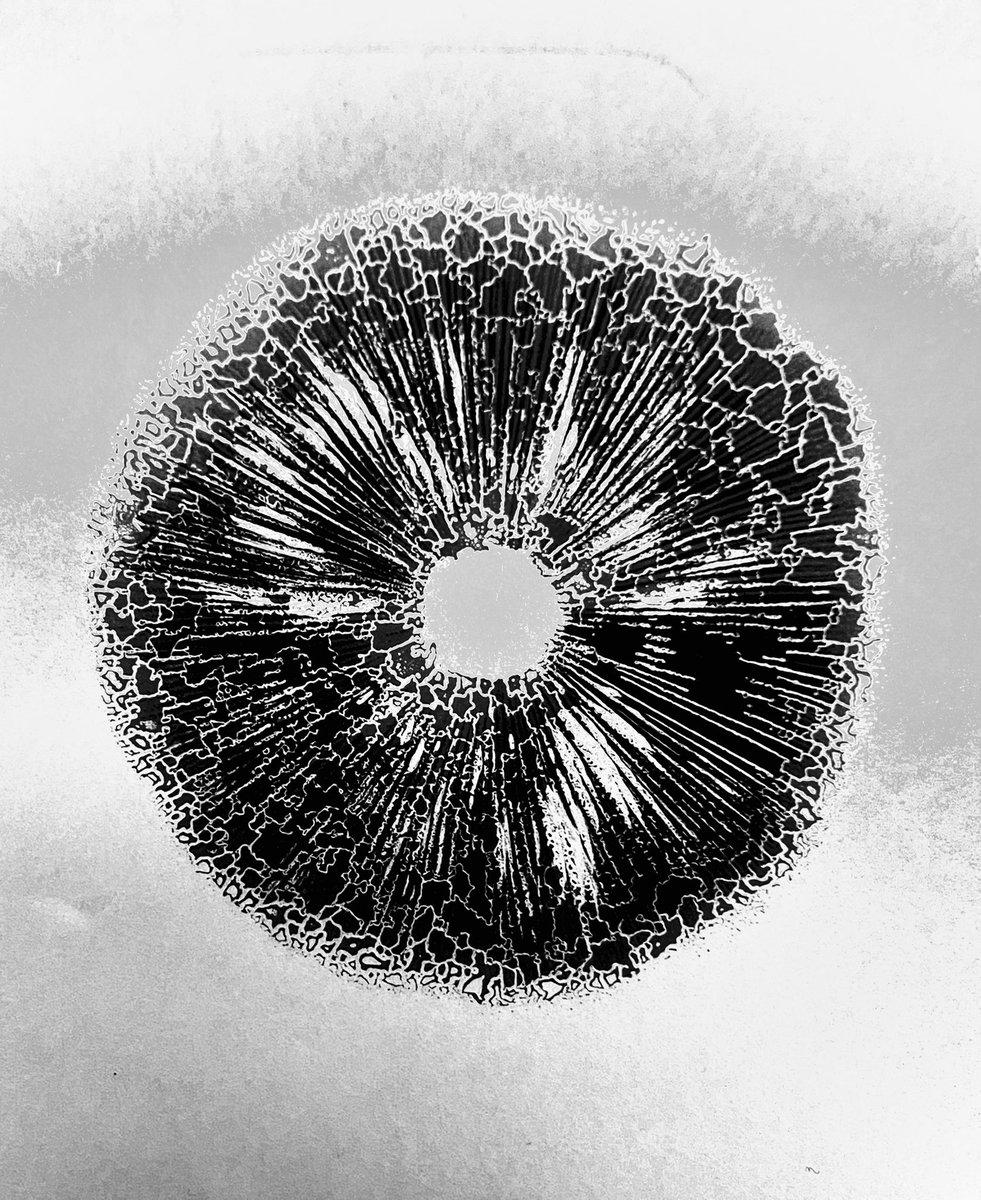 jonburrier's tweet photo. #mycology #fungi #mushroom #sporeprint #fractals #geometry #photography #prints https://t.co/OnoJ6TMcoZ