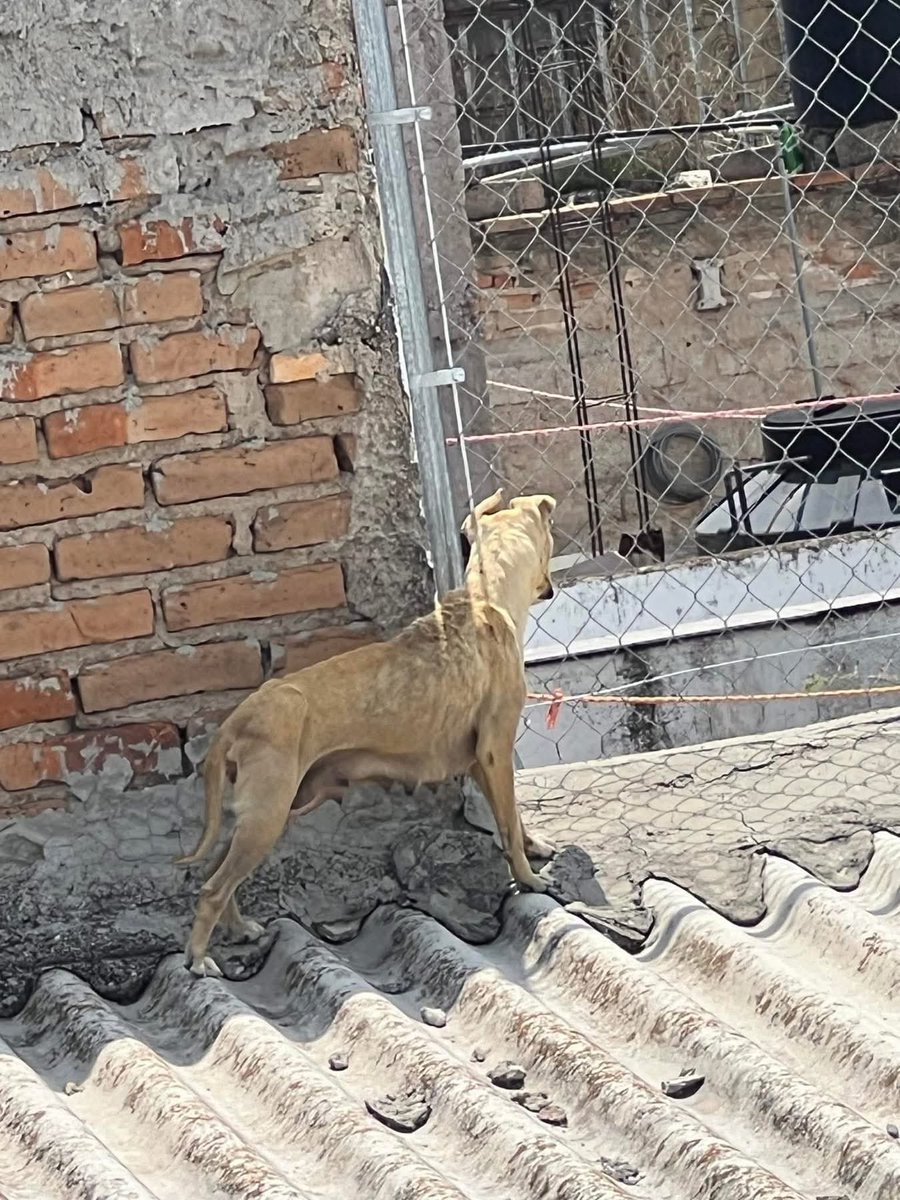 .<a href="/VeroDelgadilloG/">Verónica Delgadillo</a> 🚨❌‼️🛑Denuncia ciudadana ❌🛑❌🚨 
 
🛑#URGENTE
Se necesita ayuda urgente ‼️‼️‼️‼️

En la colonia Santa Cecilia municipio de Guadalajara se encuentra está perrita que acaba de tener a sus perritos y la pobrecita  está en los puros huesos sufriendo muchísimo