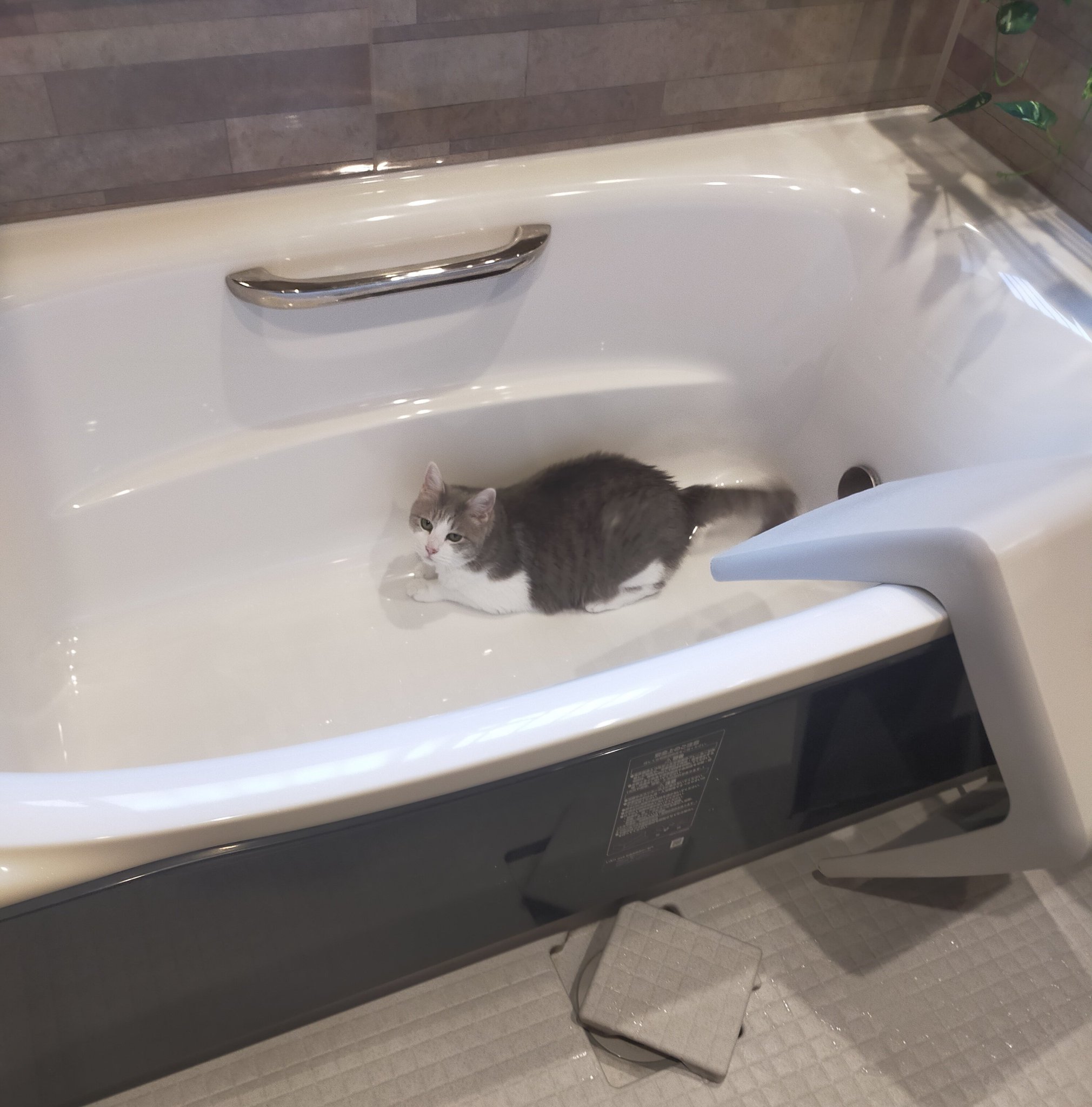 まさまさ(猫) on X: 