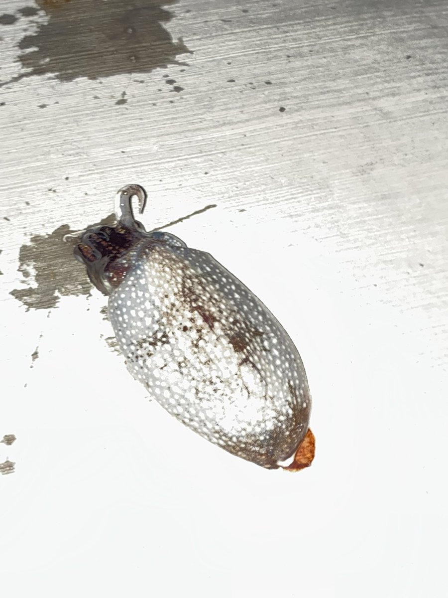 3回目の釣行にて初めてイカ釣れた！

めっちゃ、嬉しい！