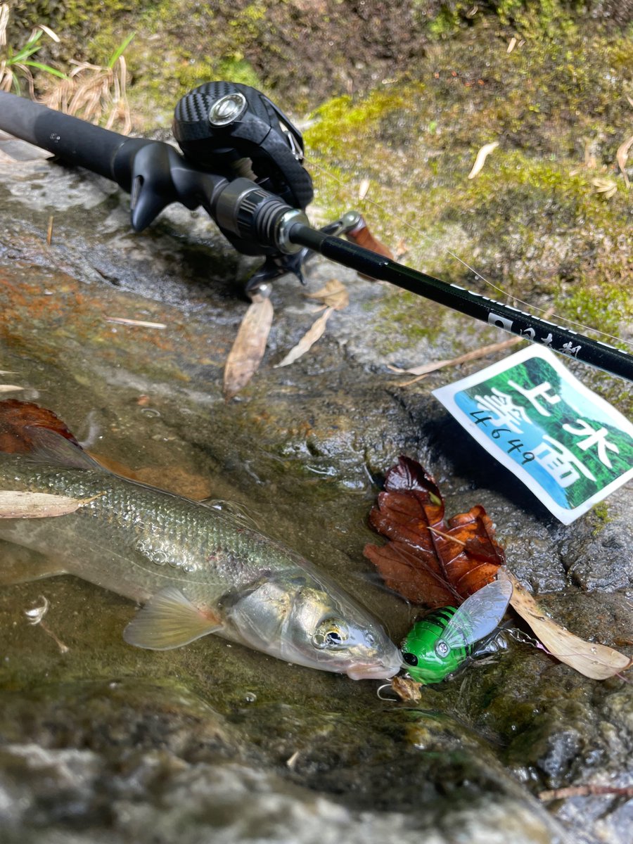 極上在銘出目金魚根付　29g 東Y7-0502⭐︎1Fトヒチ SAKURA かわはぎ竿 圧倒的伝達スピードと感度を世に知らしめた名