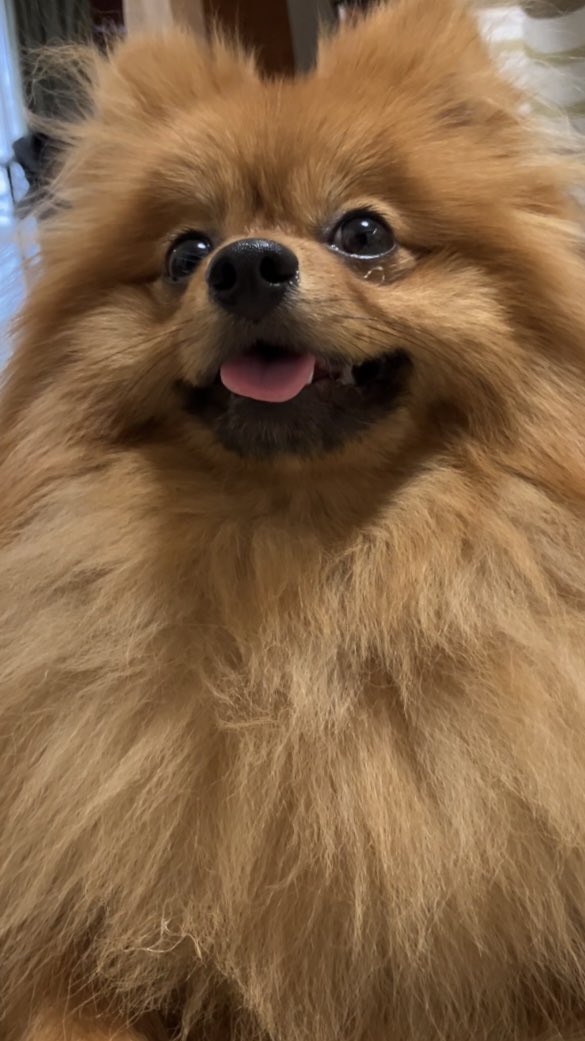 おはよ🌻
#ポメラニアン #ぽめひま #ポメラニアン🌻