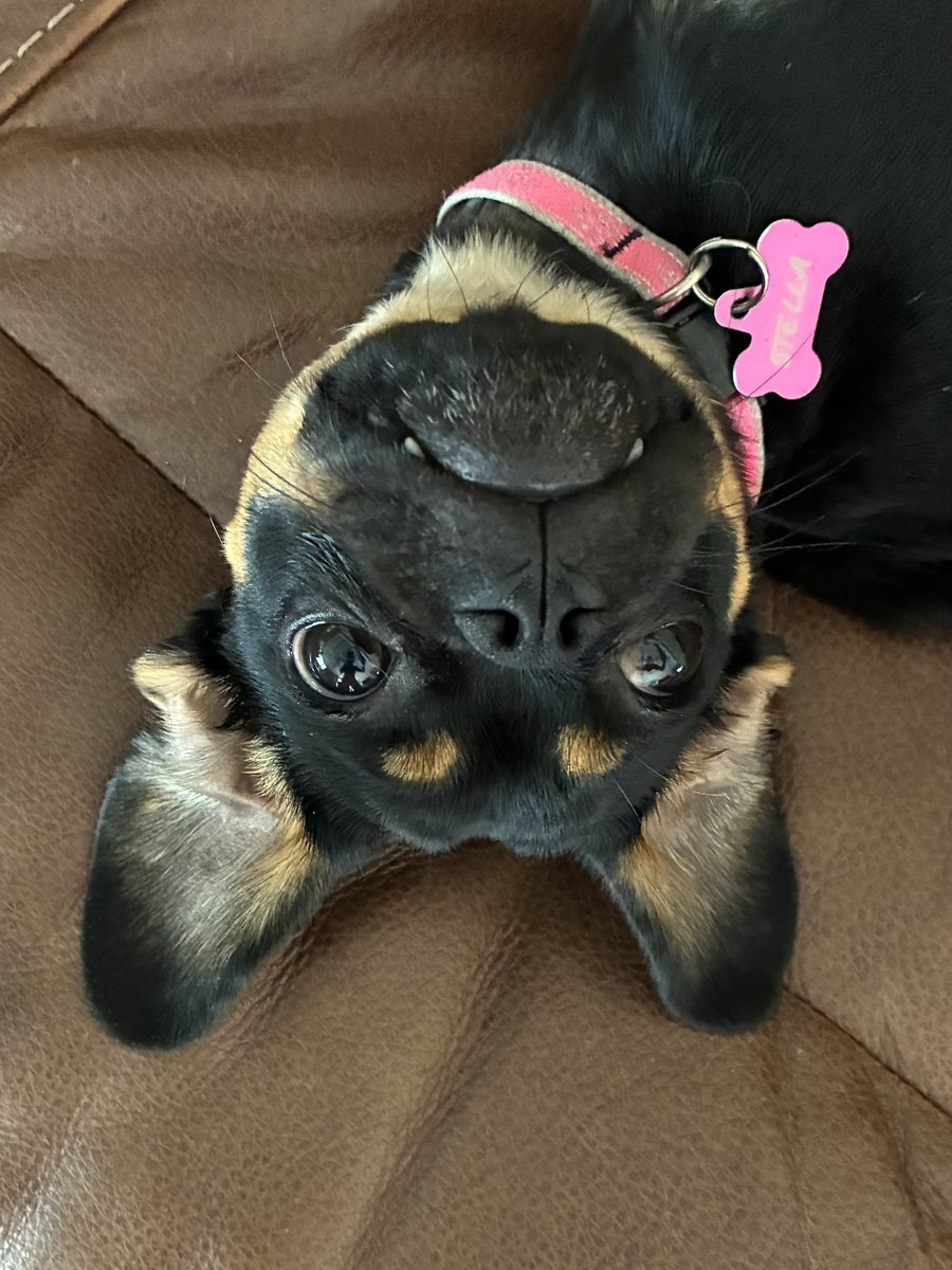 Vampire bat.