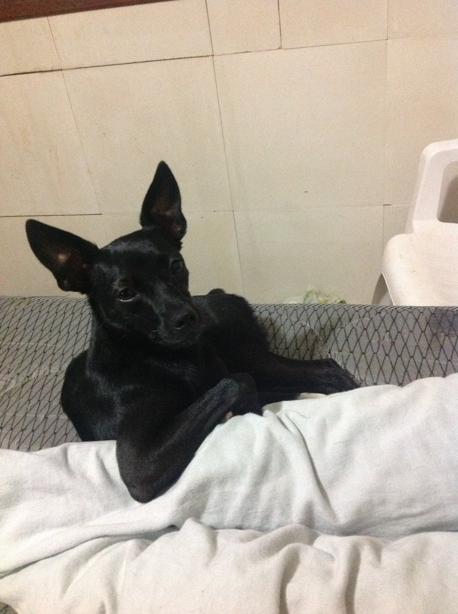 Filipi Silva tweet media