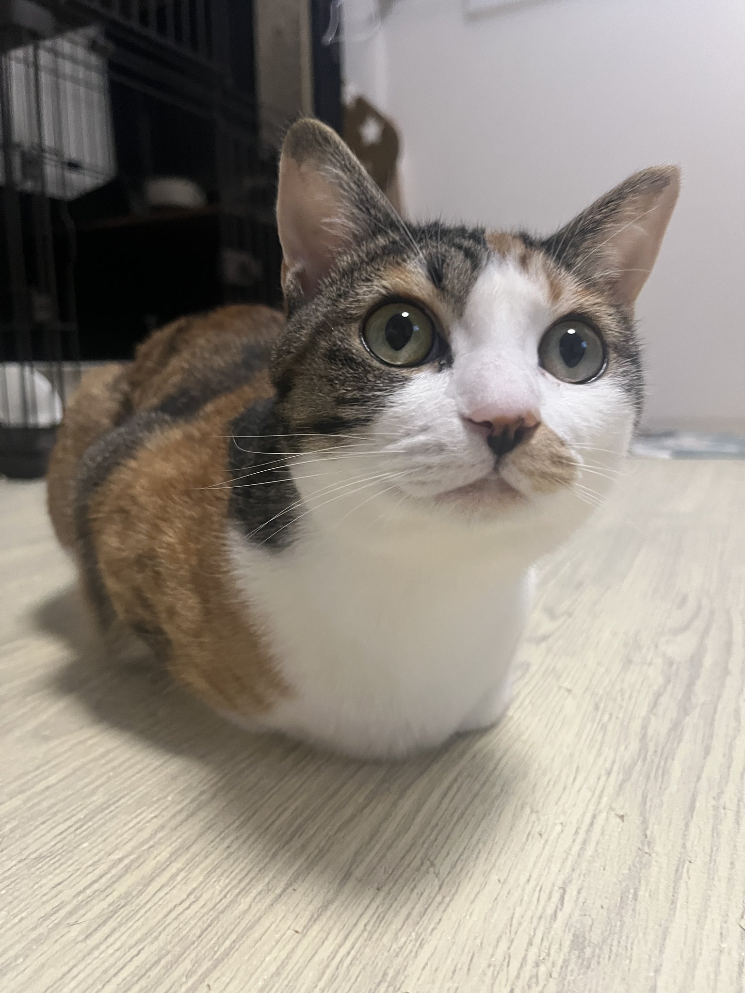 三毛猫あんずちゃん on X: 