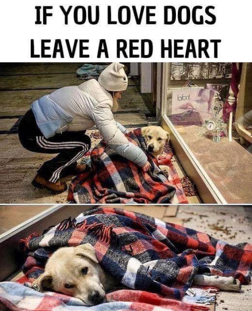 ♥️♥️🌹🌹