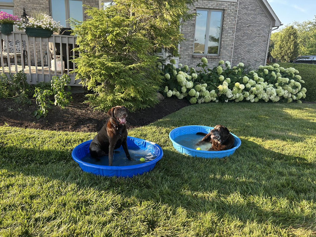 The boys 🐶🐶