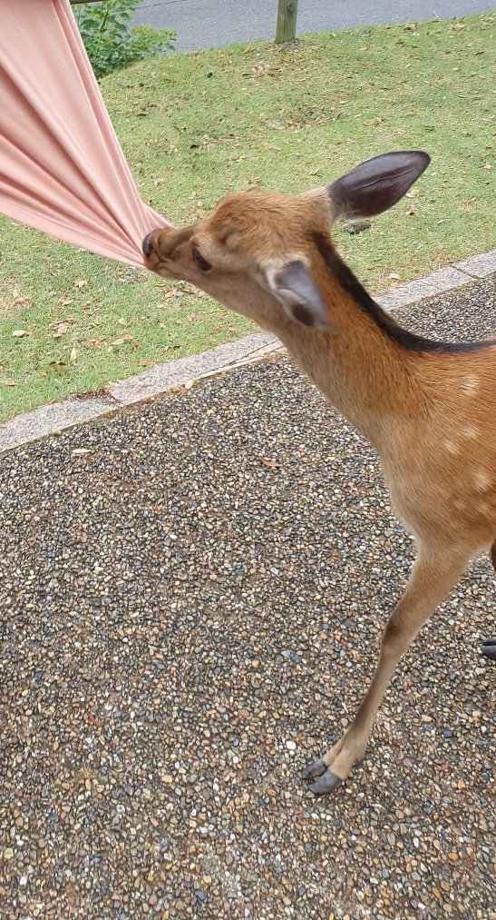Nara 🦌