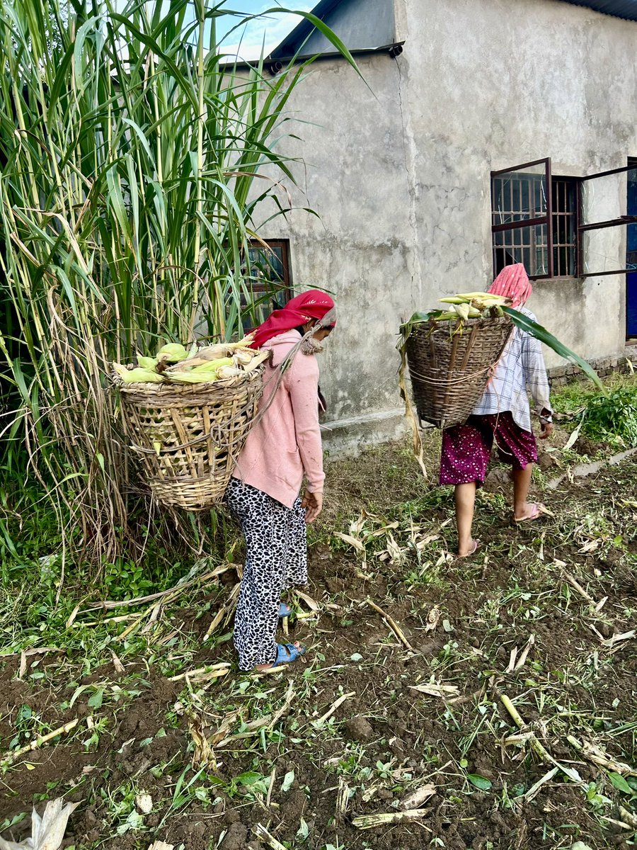 Dairy farmers in Bhedabari report, there are still 2/3 months of delays in payments on their milk. While, Govt is talking of improving farming,sadly, it, misses concrete actions on many fronts. #Farmers must be given attention on crop prices &amp; markets besides farm inputs.