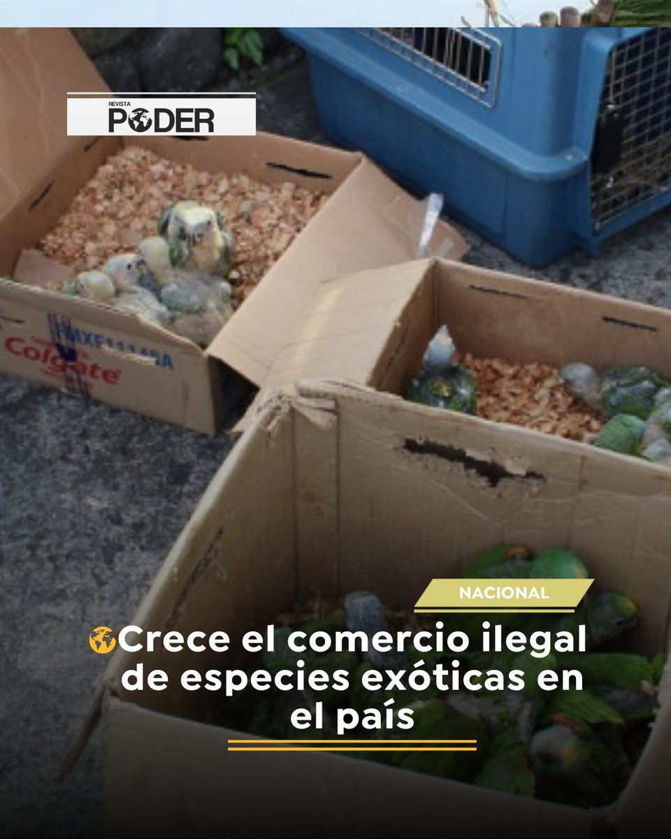 prensa_pod48573's tweet image. #NoticiaNacional/ Autoridades en Caldas alertan por el aumento del tráfico de fauna silvestre y exótica. Se comercializan erizos, tortugas, loros y serpientes. Tener estas especies sin permiso es un delito con penas de hasta 11 años. #NoticiasPoder #RevistaPoder