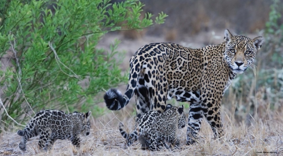 Final takeaway:

Hundreds of financial institutions globally have poured $billions into companies involved in deforestation &amp; habitat destruction.

Despite pledges, voluntary measures fail.

Binding regulations and mandatory due diligence are essential.

Look what is at stake...