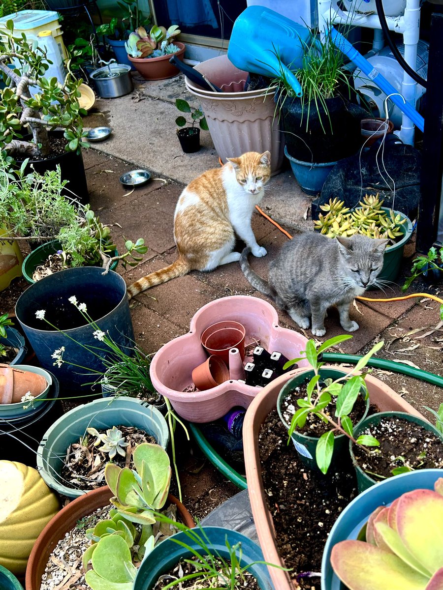 Matt_Ironstone's tweet photo. The hooms have made a right mess of our patio. How are we supposed to do our #Hedgewatch now?
#FIVCatsClub #CatsOfHawaii #rescuecat https://t.co/Jwqjwv960B
