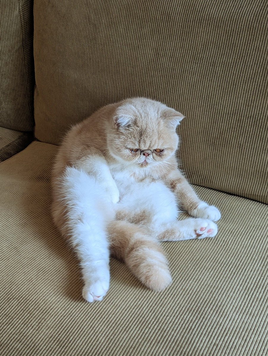 うちの美少女ビフォーアフター見て