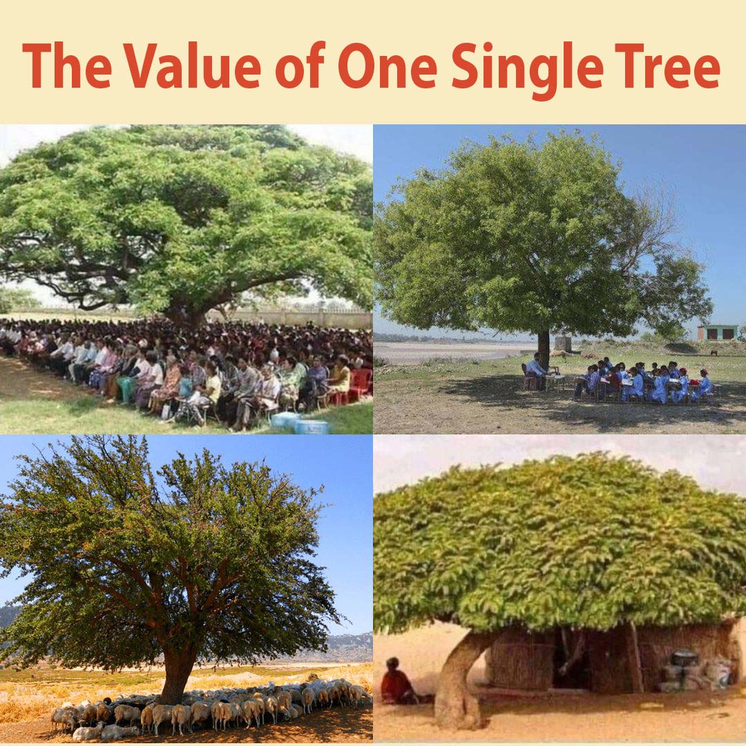 U_E_C_O's tweet image. A single tree can provide $273 worth of benefits annually? That's $57,151 over 50 years! (Source: Utah State University, citing "Growing Greener Cities") Imagine the value of a forest! Plant more trees & conserve our forests for a greener future!
UECO