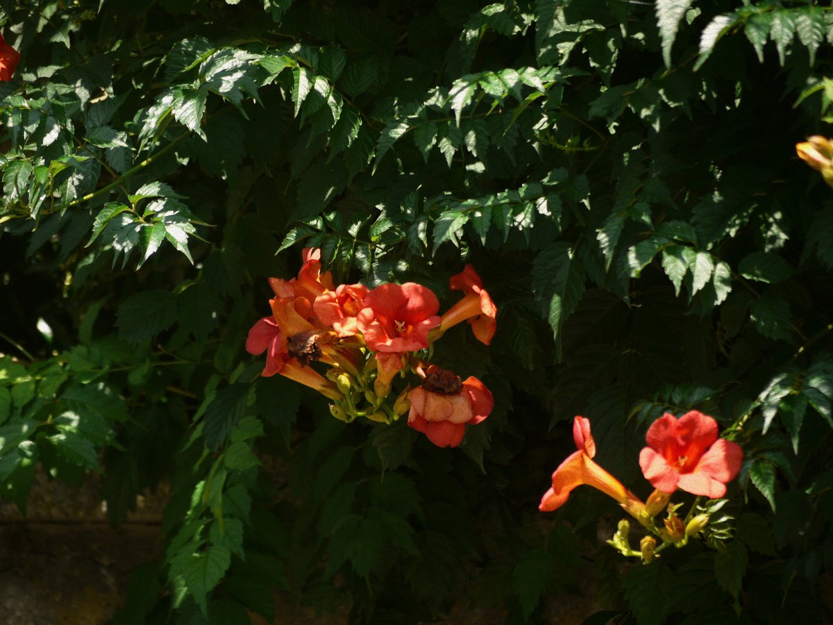 おーす (@authorizingauth) on Twitter photo 