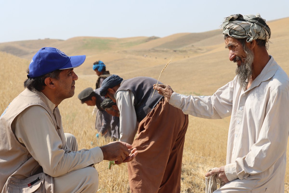 FAOAfghanistan's tweet image. ⚠️Drought in Afghanistan is devastating crops & rural livelihoods. In hard-hit Samangan, farmers like Rahmatullah face huge losses.
@FAO is delivering lifesaving support but more resources are urgently needed to scale up response, secure future harvests & prevent deeper crisis.