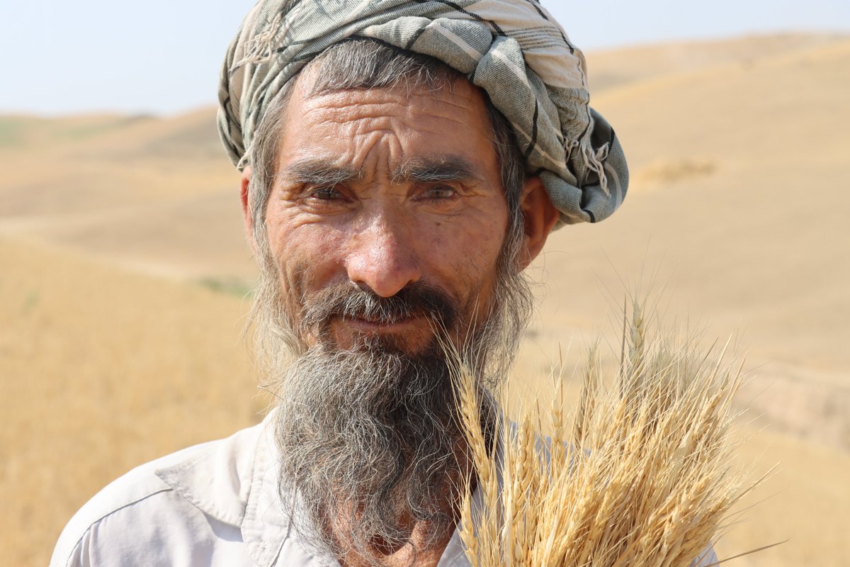 FAOAfghanistan's tweet image. ⚠️Drought in Afghanistan is devastating crops & rural livelihoods. In hard-hit Samangan, farmers like Rahmatullah face huge losses.
@FAO is delivering lifesaving support but more resources are urgently needed to scale up response, secure future harvests & prevent deeper crisis.
