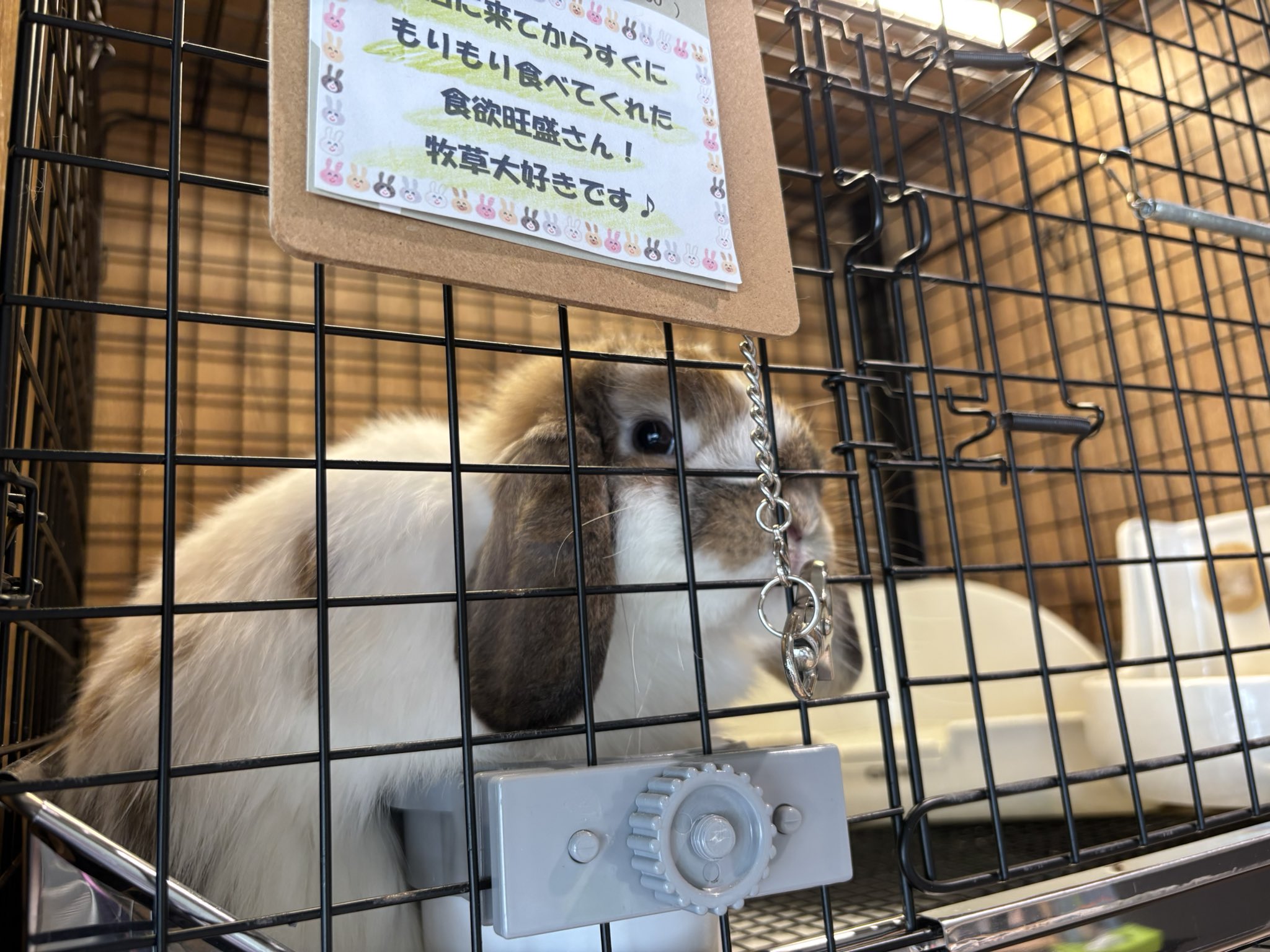 A mama rabbit who is proud that her child has grown up to be