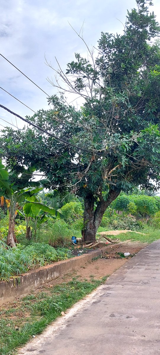 siddikkaz's tweet photo. Emang boleh ya kabel PLN melintang begini di pohon rambutan @pln_123 ? Dan gak di benerin. Udah sampe kendor mau sentuh tanah pula. https://t.co/AePAiVoZ0D