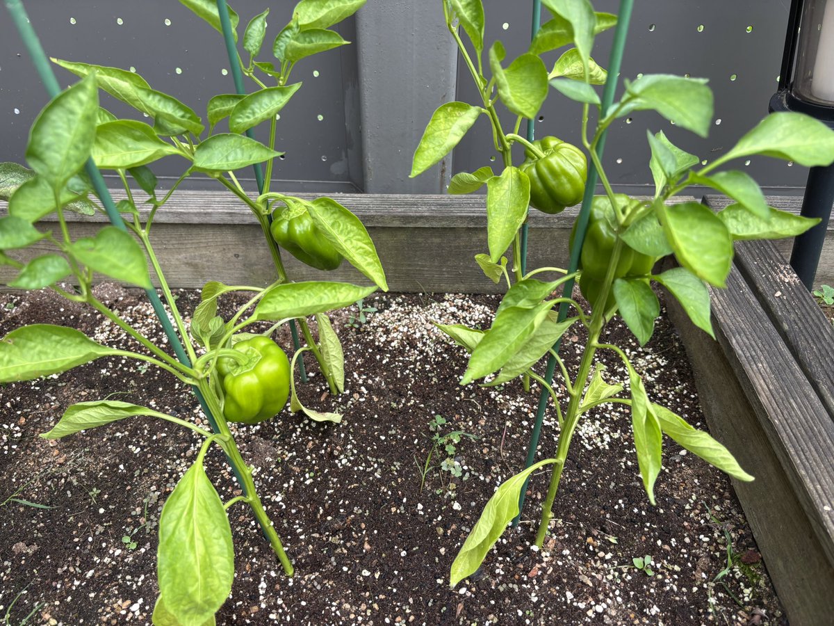 소심하게 심었던 파프리카.
생각보다 예쁘게 자란다.
농사꾼이 체질인것 같기도..