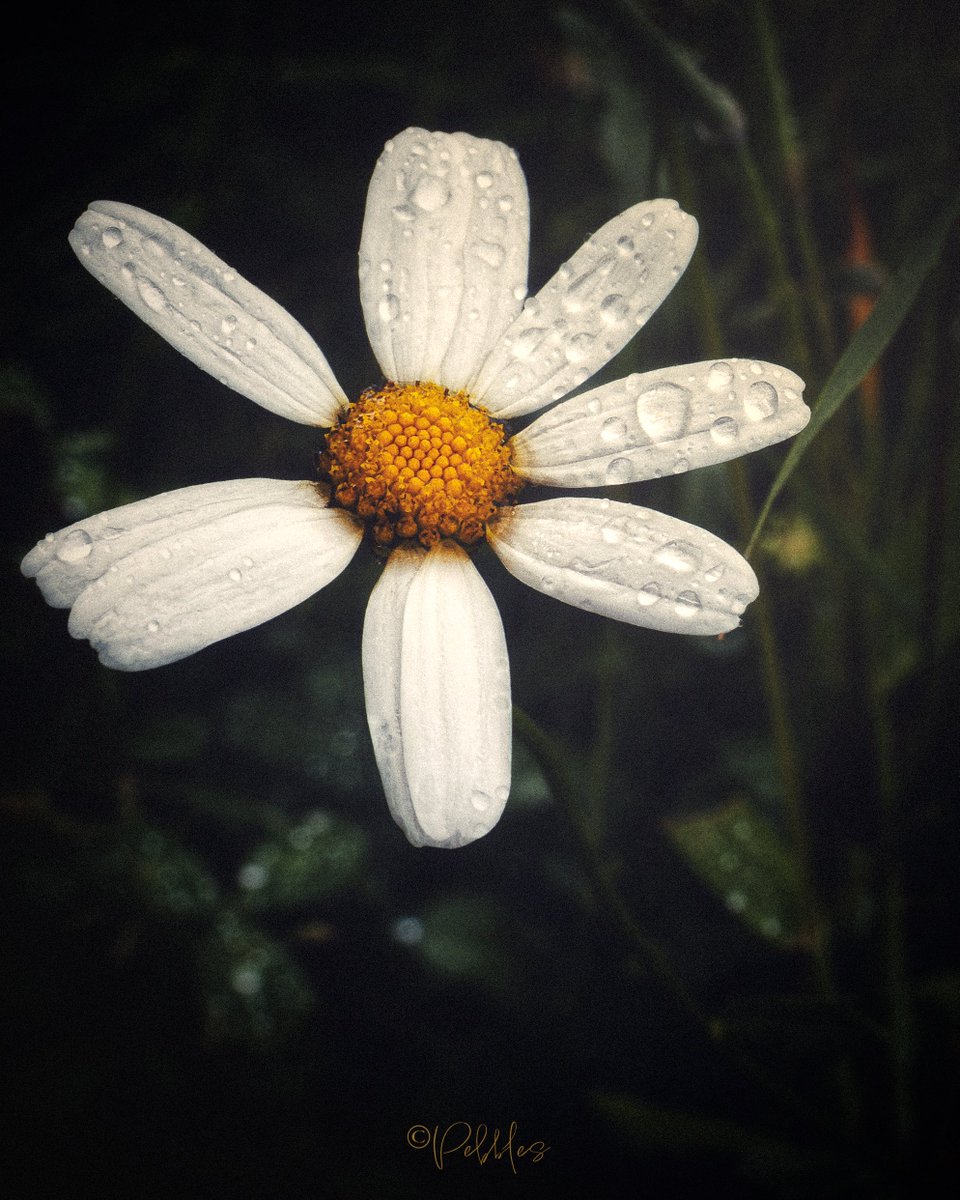 merakime's tweet image. Not flawless, 
but perfect in its imperfection.