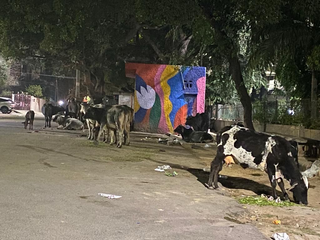 RBlock_NRN's tweet photo. Cows menace right in the middle of our colony. The location is Dhalao, Vishwakarma park, R Block New Rajinder Nagar. Request your attention to resolve this.
@gupta_rekha @ArtiChawlaBjpRN @BJP4Delhi @MCD_Delhi @kbzdc https://t.co/x7sxQe9pn1