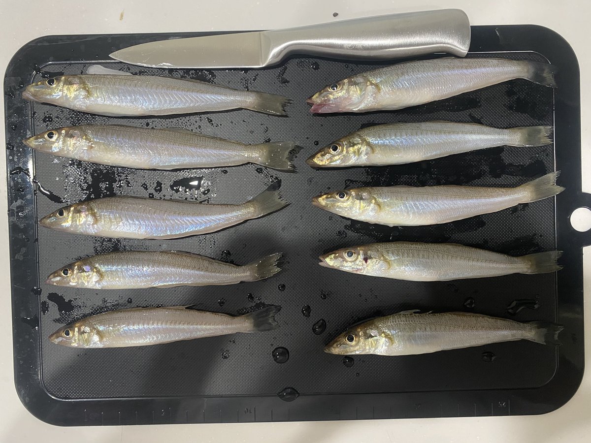 7/7(月)5時〜10時@高州海浜公園
開始早々ライントラブルで1本竿へ…
おき竿から手持ちへ変更🎣
功を奏したのか10匹釣れました！
今日は陸から20mくらい先と、割と近場で釣れましたよ〜🐟

#お魚ちゃんねるエイジ
#キス釣り
#高州海浜公園