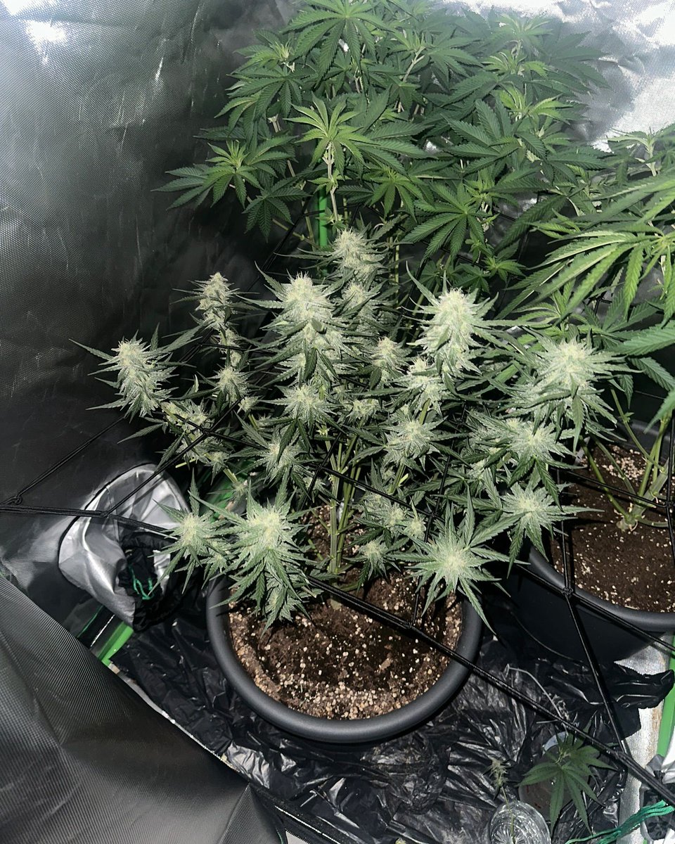 Restocktation's tweet image. Herzlich Willkommen 🌱