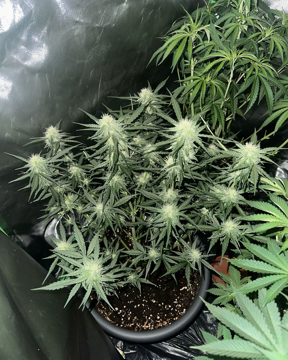 Restocktation's tweet image. Herzlich Willkommen 🌱