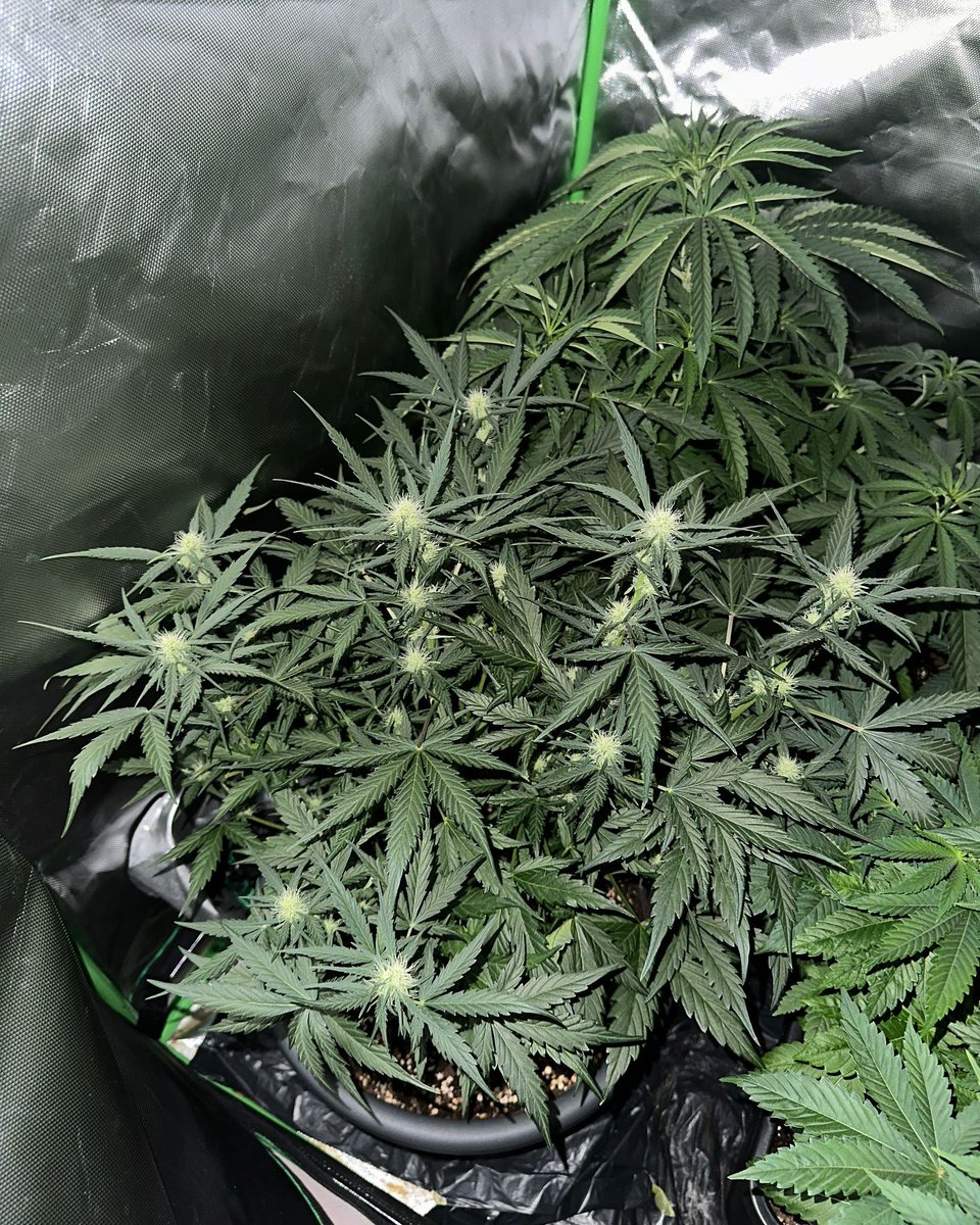 Restocktation's tweet image. Herzlich Willkommen 🌱