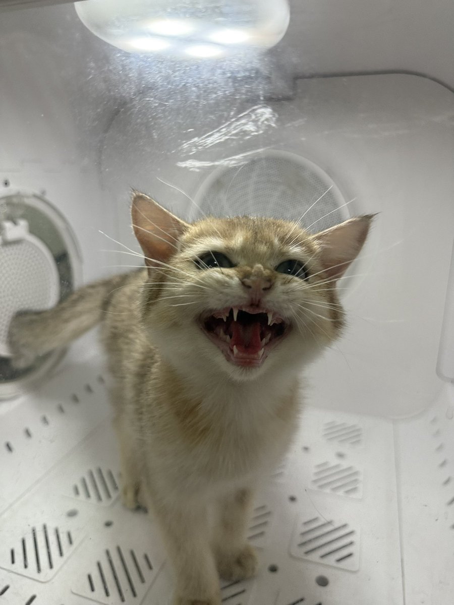 Arthur_catspace's tweet photo. อย่าให้หนูออกไปได้นะแม่!!!

#แอชตันแมวอุ๋ง #ตัวออแฟมิลี่ https://t.co/OnJNOGXTGK