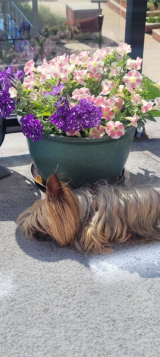 Spent the day dog sitting #1GoodThingToday
