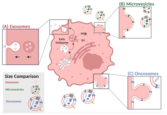 Biomed_MDPI's tweet image. 🤖🧫 Convergence of Tech &amp;amp; Biology!
💡 Title: Forging New Therapeutic #Targets: Efforts of Tumor Derived #Exosomes to Prepare the Pre-Metastatic Niche for #Cancer Cell Dissemination and Dormancy 🍨
👉 mdpi.com/2227-9059/11/6… 🔗
#PrecisionMedicine
@MDPIOpenAccess @MDPIBiologySubj