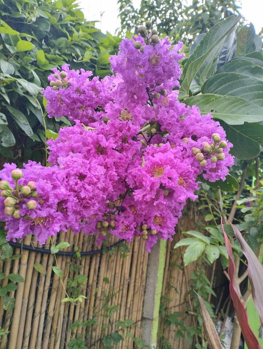 <a href="/JeanetteEliz/">Jeanette</a> Good morning my friend ! These are flowers from my home garden🌺♥️