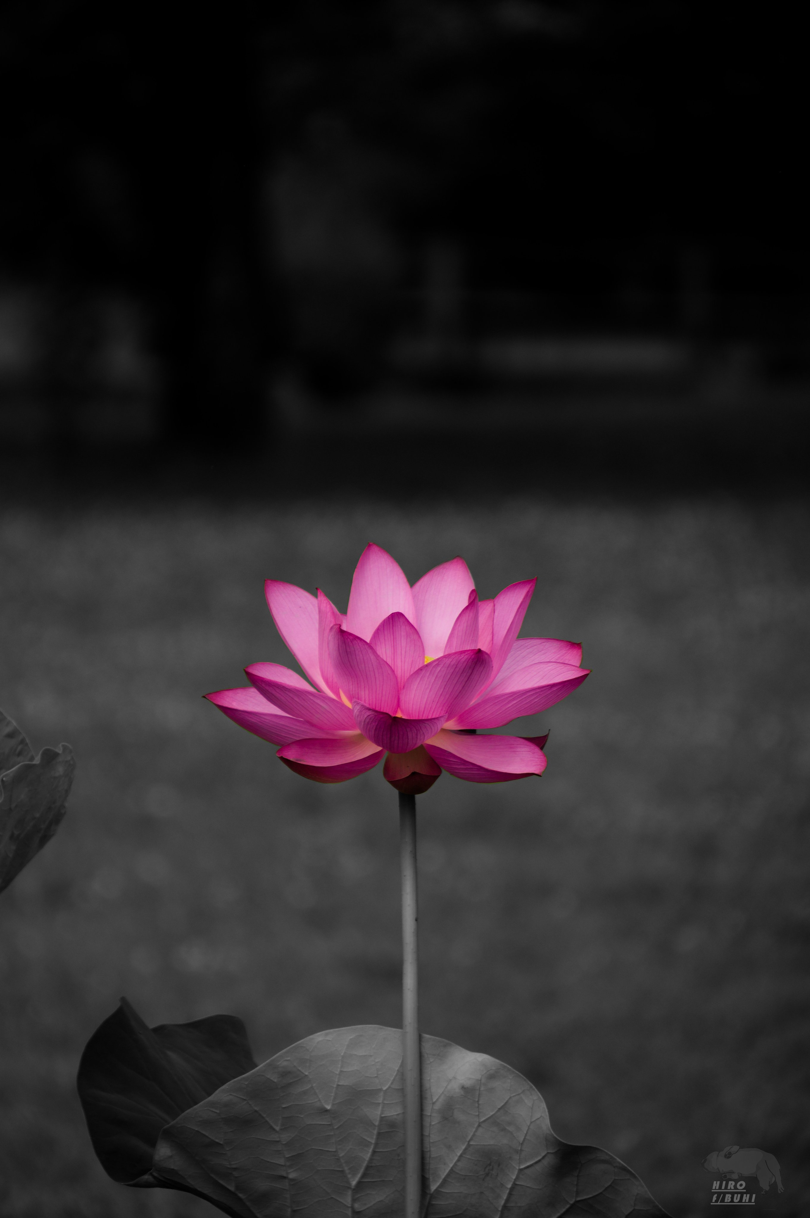 Nikonで撮ってます - البحث / X