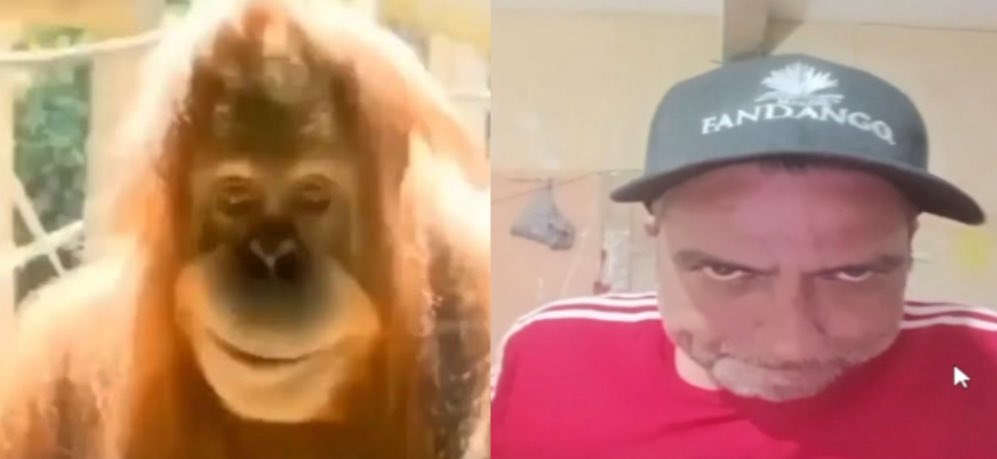 Misma personalidad, diferentes especies