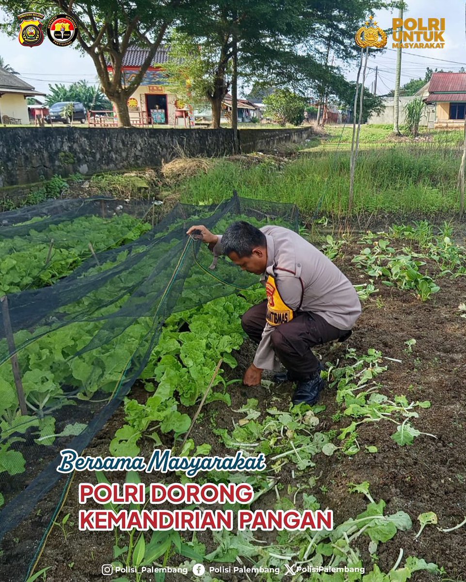 PolisiPalemban3's tweet photo. Bersama Masyarakat, Polri Dorong Kemandirian Pangan

#listyosigitprabowo #ssdm_polri #irwasda #swasembadapangan #ketahananpangan #polrimendukungketahananpangan #polisicintapetani #palembang #sumsel #polrikawalswasembadapangan #polrikawalketahananpangan #humaspoldasumsel https://t.co/DCMDHIRhAX