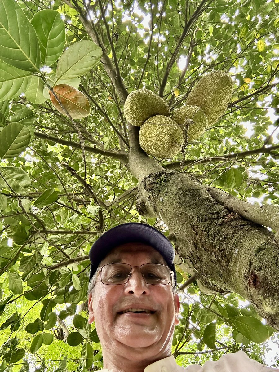 Sweetest jackfruit, eaten in long time ..! #Bhedabari farm !