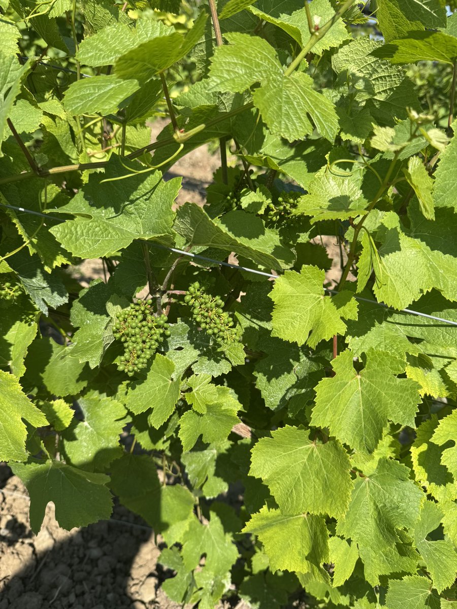 MichaelDavidson (@michaeldavidson) on Twitter photo Ontario vines are grape-ly thriving this year! 🍇🌞 With a double bumper crop on the horizon for PEC in 2025. Have a vintage summer! <a href="/CountyPrince/">PrinceEdwardCounty</a> #GrapeExpectations #PECWine Ontario vines are grape-ly thriving this year! 🍇🌞 With a double bumper crop on the horizon for PEC in 2025. Have a vintage summer! <a href="/CountyPrince/">PrinceEdwardCounty</a> #GrapeExpectations #PECWine