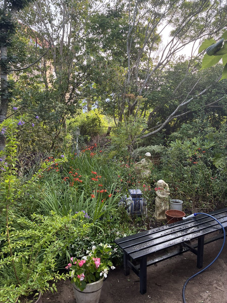 DimancheCafe's tweet image. 暑い毎日です。雨が降らないので植木の水やりは朝の仕事になっています。こちら海近では朝、かなりの霧が出ることが多く多少涼しいのですが日が出ると暑くなり短パン🩳で店に出ています。