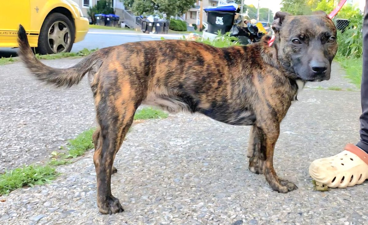 SatoDogs's tweet photo. *URGENT FOSTER &amp; FOREVER HOME NEEDED* Scooby is in NY! He is friendly and loving. Please help. Contact https://t.co/mJoOTPewJs 
#NewYork #FostersSaveLives #AdoptDontShop https://t.co/YUgeydDyIv