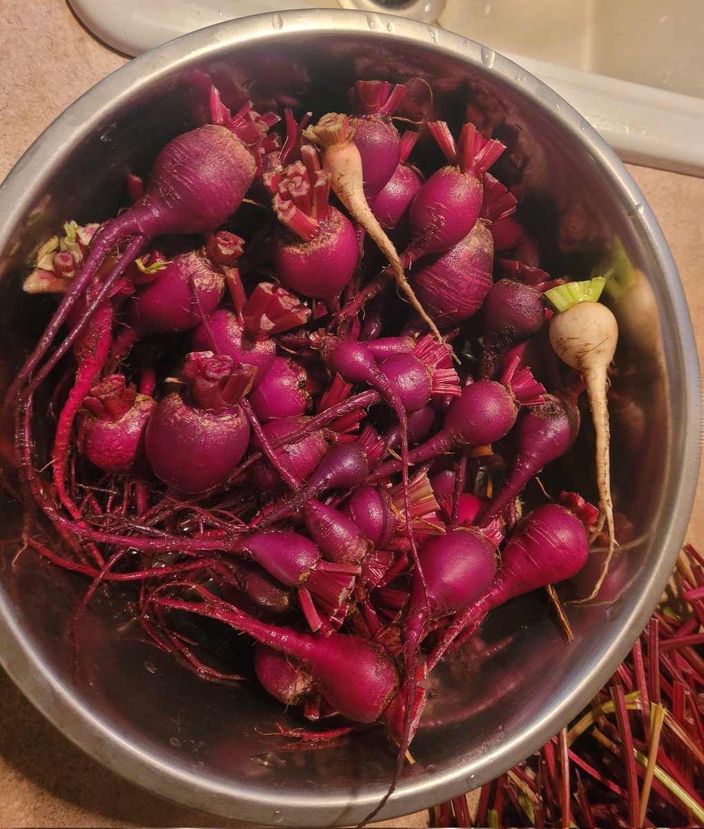 Washington State 

BEETS

July 6, 2025

My homegrown summer harvest with a couple of albino beets.

I cooked the beet greens for my Great Danes. Now, to plant more beets for the fall harvest.