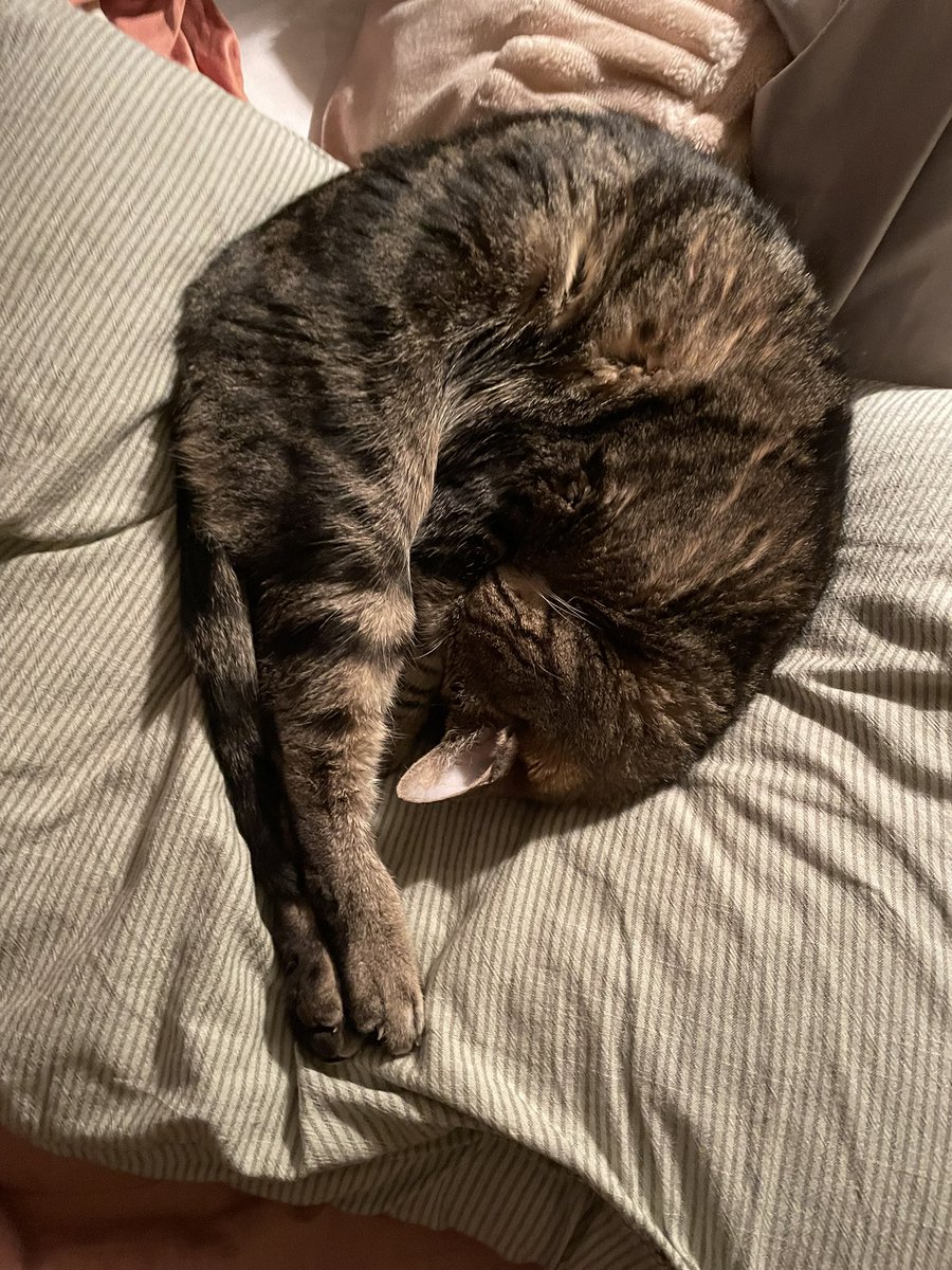 ratricia jones tweet media