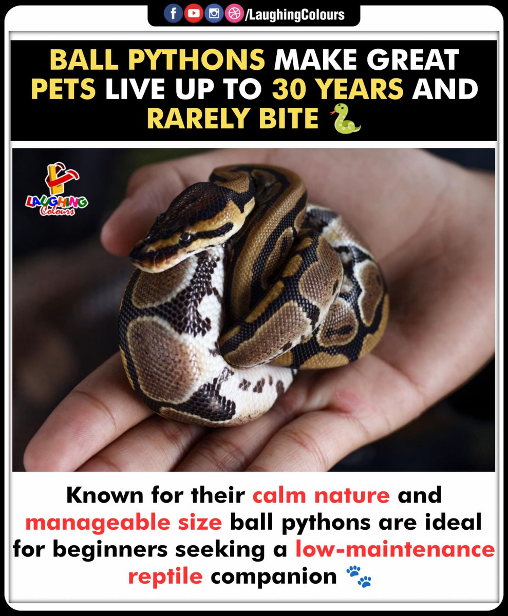 LaughingColours's tweet image. Perfect Pet Python 🐍
#BallPythonCare #ReptilePets #LowMaintenancePet #BeginnerFriendly #CalmCompanion #SnakeFacts