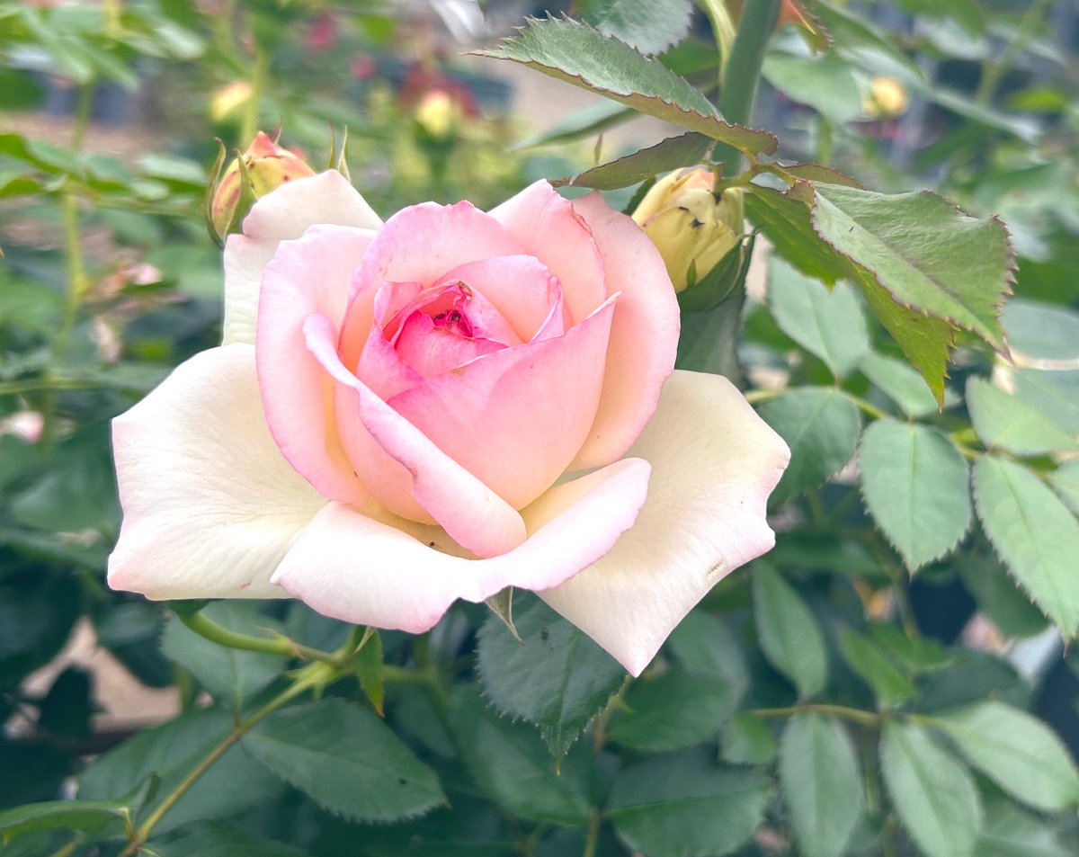 Good Morning 🍃
Happy Monday and happy new week🍃