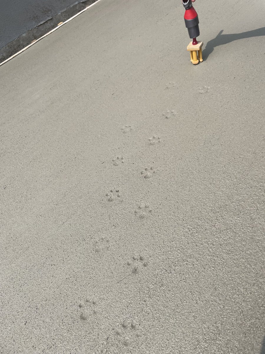 aba_mugi's tweet image. 駐車場に肉球マークをつけてもらいました🐾完成が楽しみ✨️

 #犬のいる暮らし  #シーズー  #外構   #駐車場