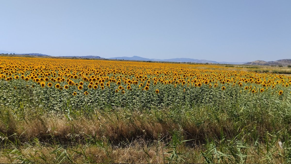 Herkese günaydın hayırlı sabahlar mutlu haftalar 📸🇹🇷☕🍫🌻🌻🌻